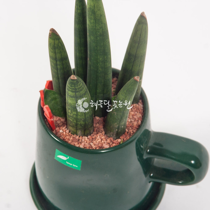 상세이미지