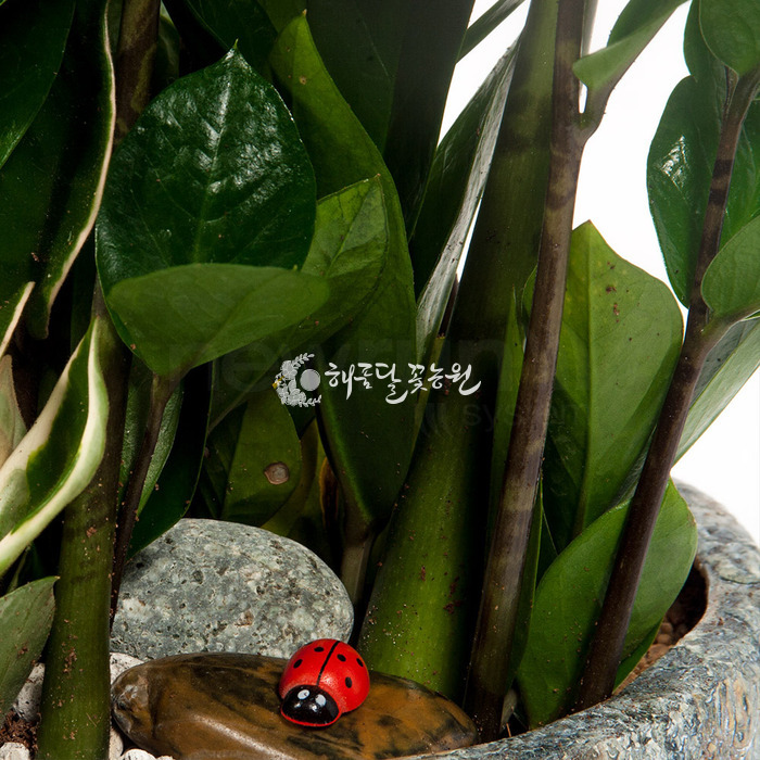 상세이미지
