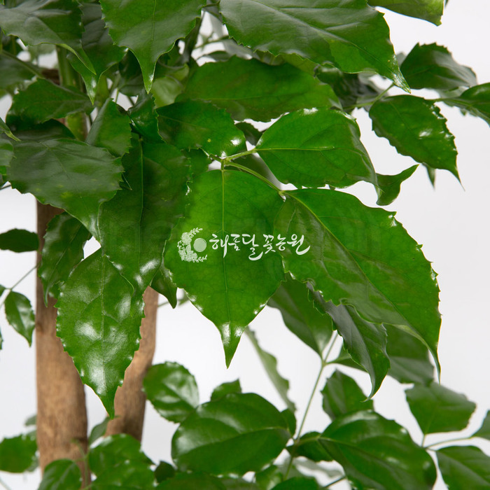 상세이미지
