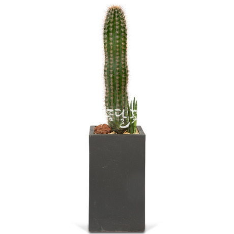 선인장