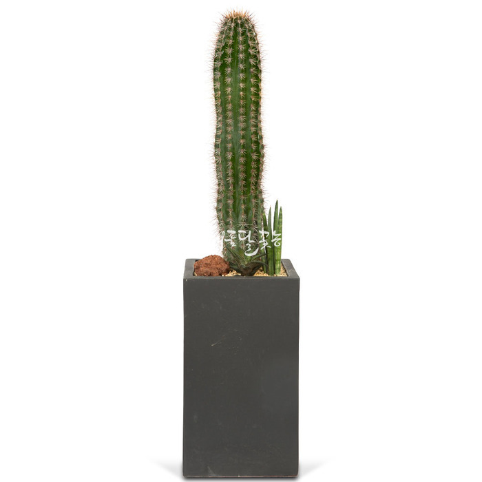 상세이미지